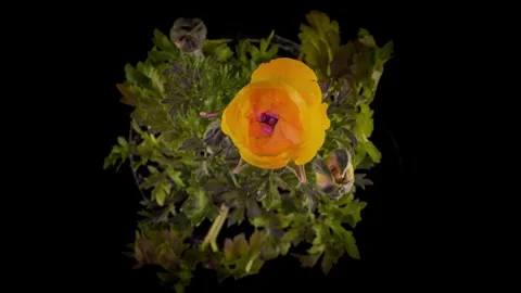 Yellow ranculus flower blooming Stock Footage 242998733