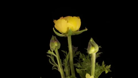 Yellow ranculus flower blooming Stock Footage 242998734