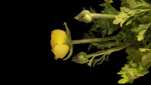 Yellow ranculus flower blooming Stock Footage 242998740