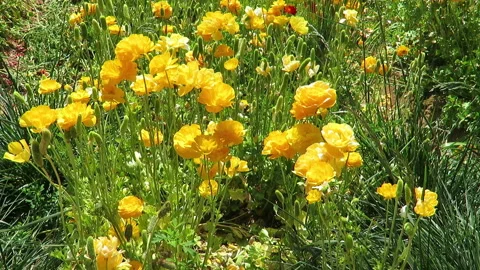 Yellow Ranunculus Flowers Stock Footage 156204895