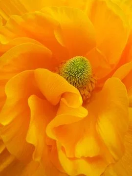 Yellow ranunculus Stock Photos