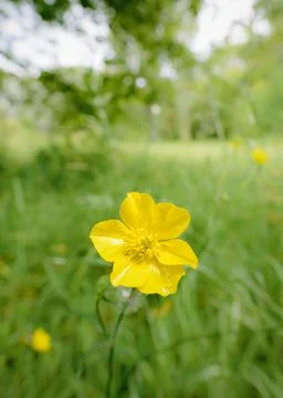 Yellow Ranunculus Repens 스톡 사진