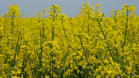 Yellow rape blossoms swaying in the wind. Stock Footage 248461103
