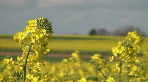 Yellow rape blossoms in the wind 01 Stock Footage 37068497