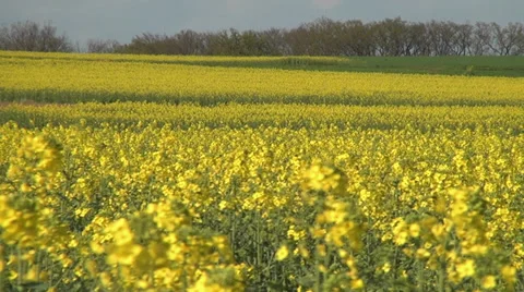 Yellow rape blossoms in the wind 03 Stock Footage 37068523