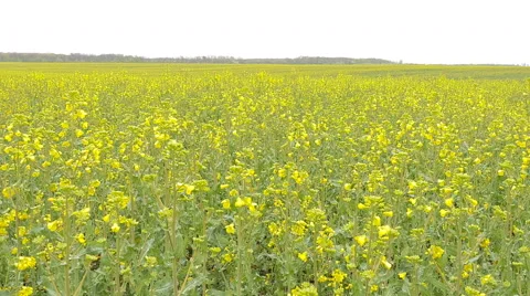 Yellow rape field after rain. 库存影片 63284291