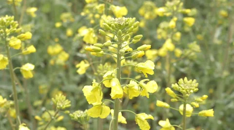 Yellow rape field after rain. Cloudy Video stock 63285704
