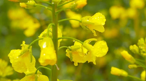 Yellow rape field after rain. Close-up Stock Footage 63285725