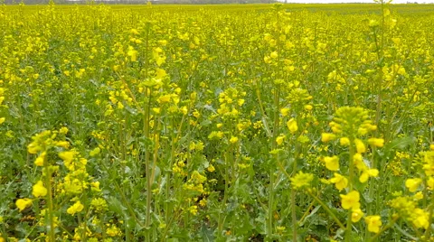 Yellow rape field after rain. Stock Footage 63286169