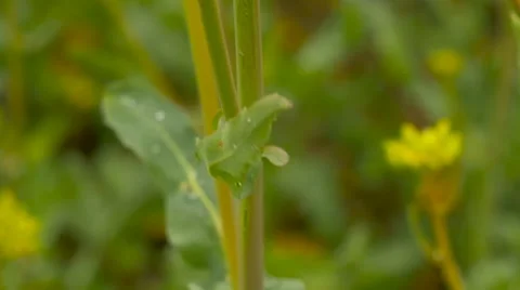 Yellow rape field after rain. Close-up Stock Footage 63286189