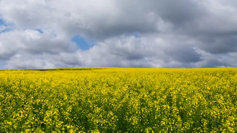 Yellow rape field after a rain time lapse scene Stock Footage 307234974