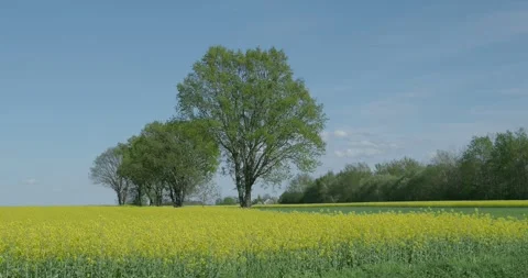 Yellow rape field and green tree in colorful sunny spring season landscape Stock Footage 272914980