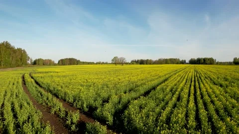 Yellow rape field and two trees. Aerial view Stock Footage 205064837
