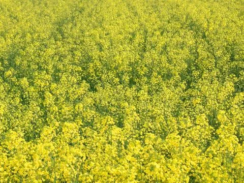 Yellow rape field background Stock Photos