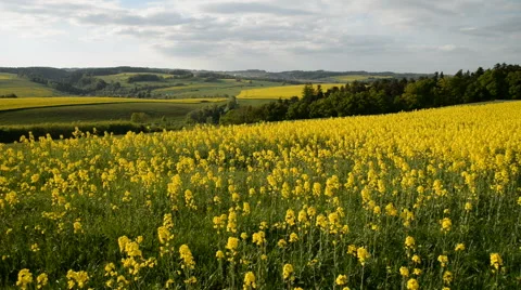Yellow rape field in bloom with blue sky and clouds Stock Footage 51455355