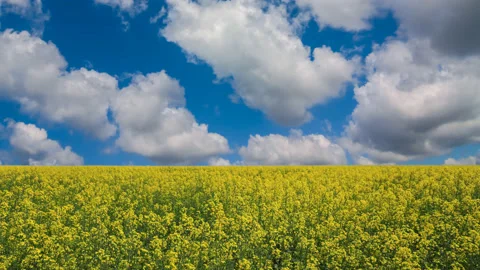 Yellow rape field at the bright summer day time lapse scene Stock Footage 201130061