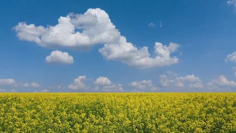 Yellow rape field at the bright summer day Stock Footage 324053567