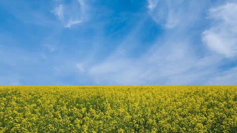 Yellow rape field at the bright summer day Stock Footage 331428249