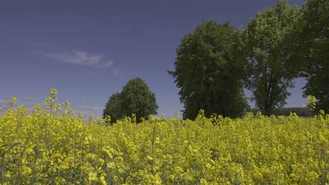 Yellow rape field, close to 8K Stock Footage 167121653