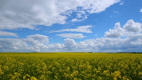 Yellow rape field on a cloudy sunny day Stock Footage 77610853