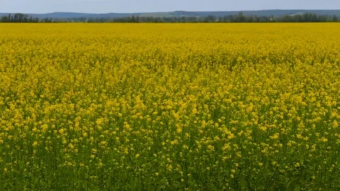 Yellow rape field on a cloudy sunny day Stock Footage 78993108