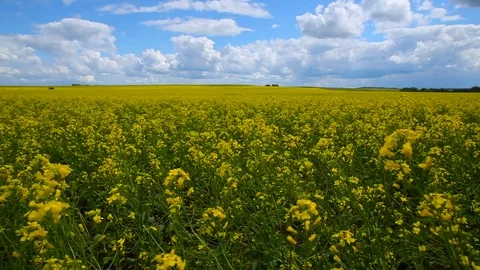 Yellow rape field on a cloudy sunny day Stock Footage 81191381