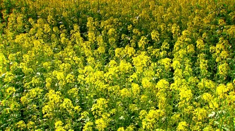 Yellow rape field 動画素材 8771205
