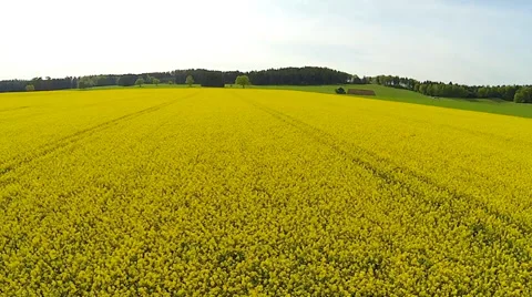 Yellow rape field Stock Footage 38035639
