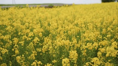 Yellow rape field Stock Footage 125757449