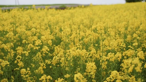 Yellow rape field Stock Footage 125757489