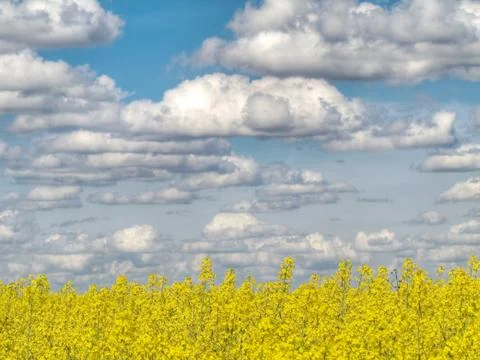 Yellow rape field Foto stock