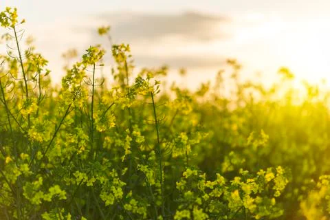 Yellow rape field Foto stock