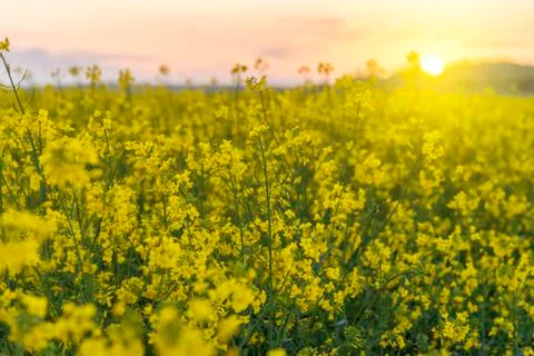 Yellow rape field Stock Photos