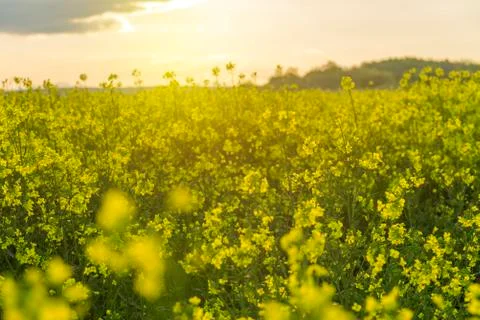 Yellow rape field Stock Photos