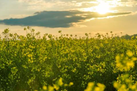 Yellow rape field Stock Photos