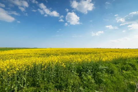 Yellow rape field. Stock Photos