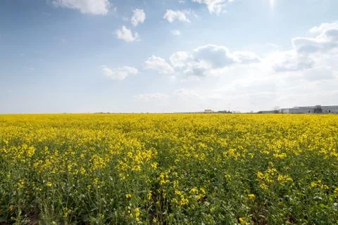 Yellow rape field. Foto stock