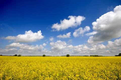 Yellow rape field Stock Photos