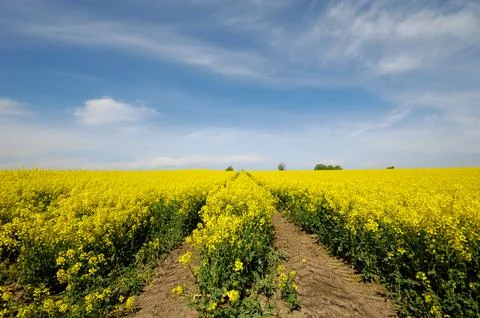 Yellow rape field Stock Photos