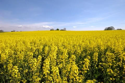 Yellow rape field Stock Photos