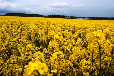 Yellow rape field with shallow depth Stock Photos