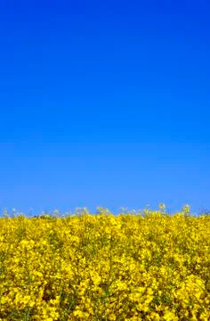 Yellow rape field in spring Stock Photos