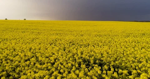 Yellow rape field in the summer. 動画素材 128694651