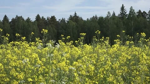 Yellow rape field in summer Stock Footage 155271102
