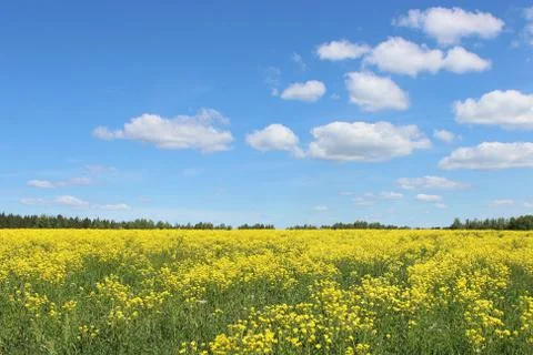 A yellow rape field in the summer Stock Photos