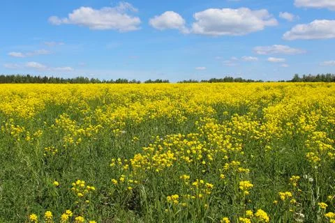 A yellow rape field in the summer Stock Photos