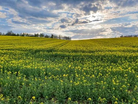 The yellow rape field at the sunset Stock Photos