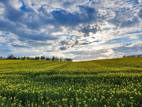 The yellow rape field at the sunset Stock Photos