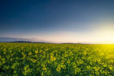 Yellow rape field with sunset sky Stock Photos