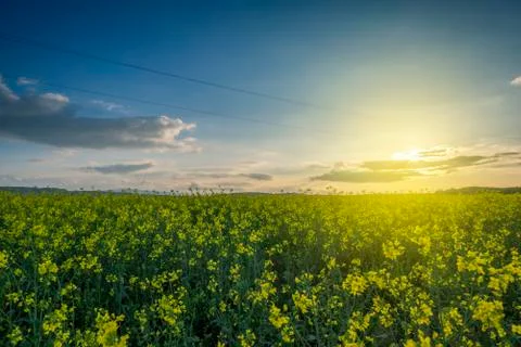 Yellow rape field with sunset sky Stock Photos